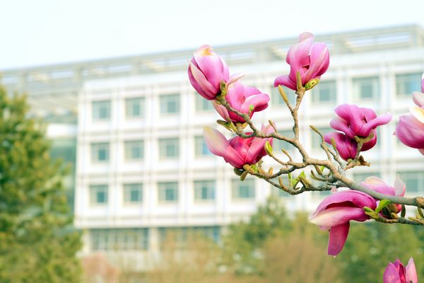 怒放的玉蘭（組圖）